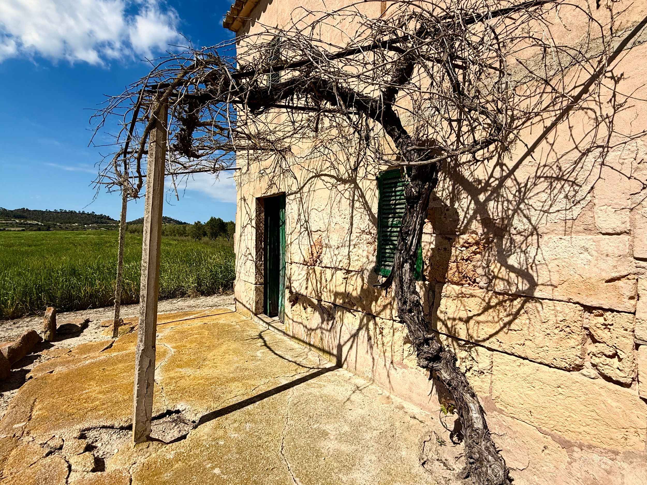 Ancient stone farmhouse exterior with bare climbing vine and green shuttered windows in rural Mallorca.