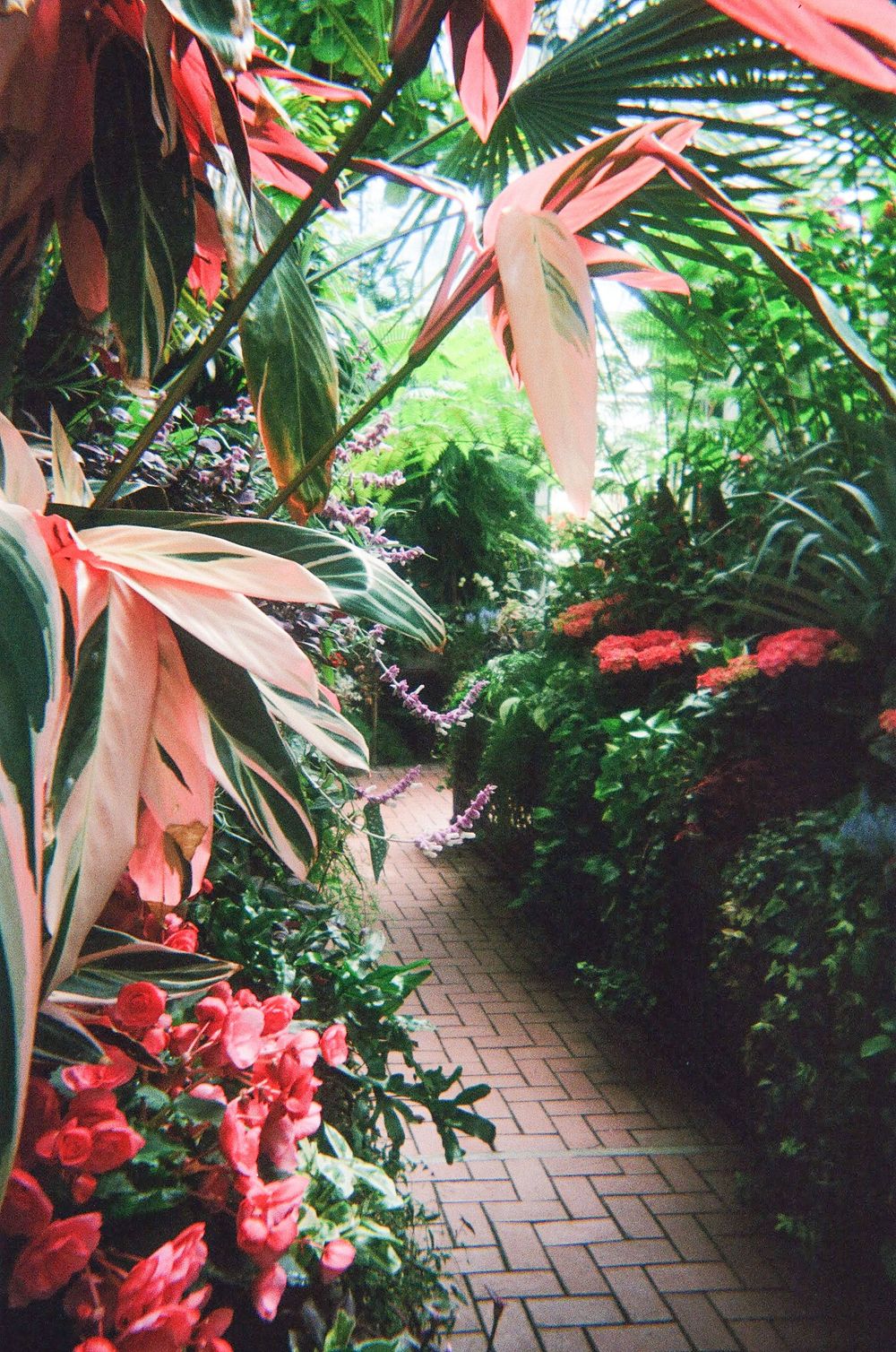 Film photo of the gardens at the Biltmore in Asheville