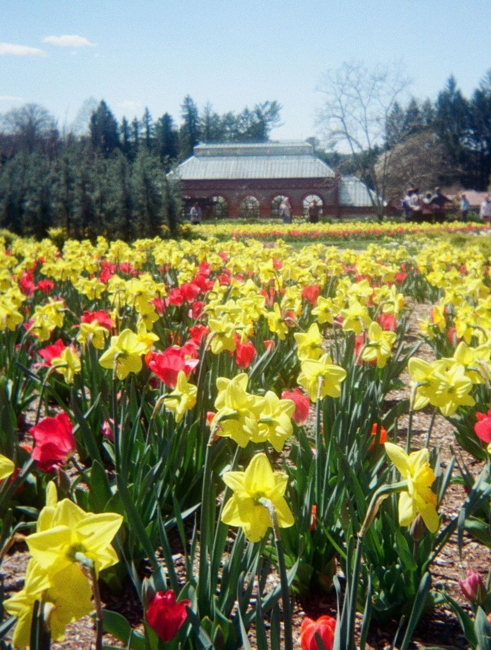 Film photo of the red brick building and gardens at wedding venue The Biltmore Estate in North Carolina