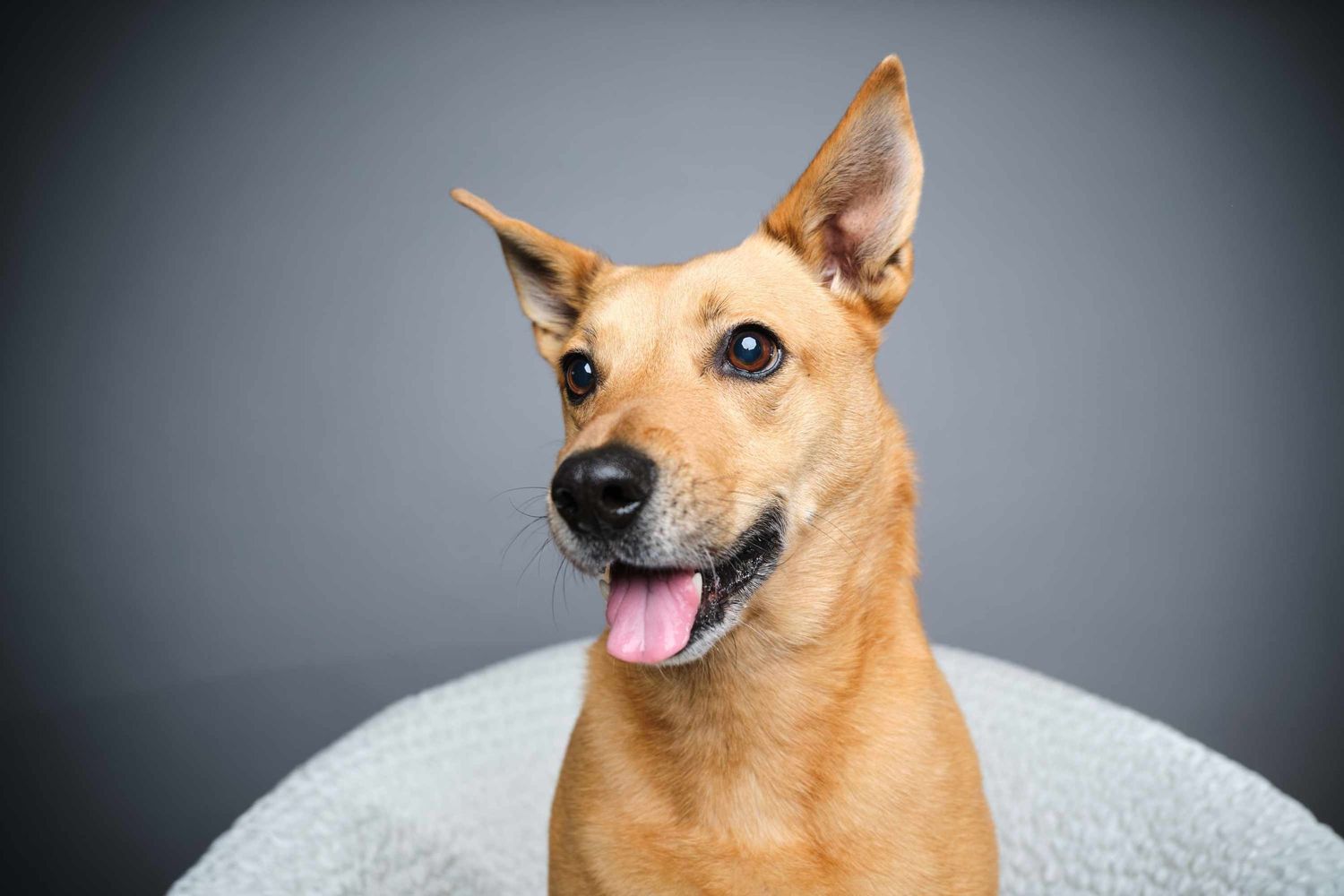 A happy tan dog with perky ears and tongue out poses for a portrait against a gray studio background in Appleton Wisconsin.