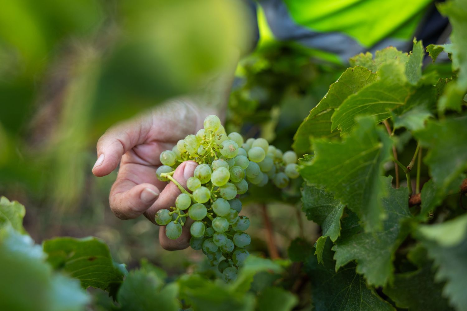 Close-up of a vineyard worker harvesting green grapes in a South Australian winery, capturing the winemaking.