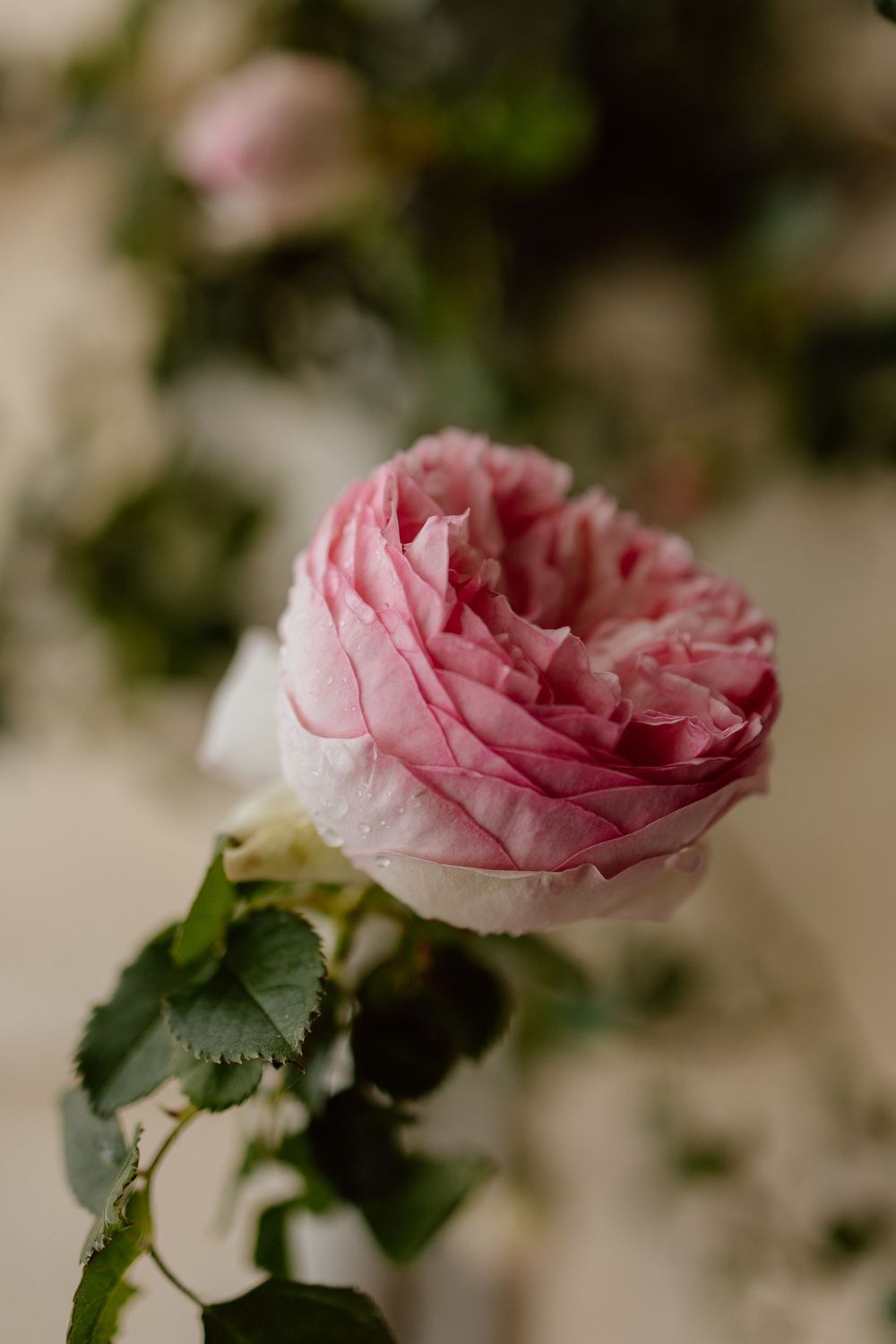 A delicate pink rose bloom with soft petals unfolds gracefully against a blurred natural background.