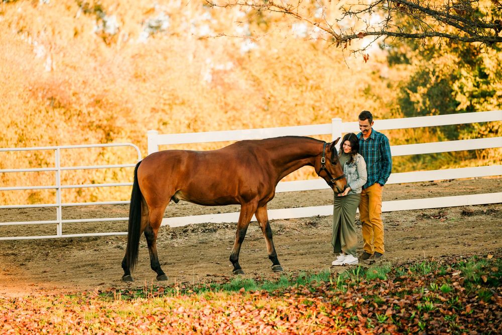 A beautiful brown horse stands with someone in a denim jacket near a white fence during golden autumn sunset.