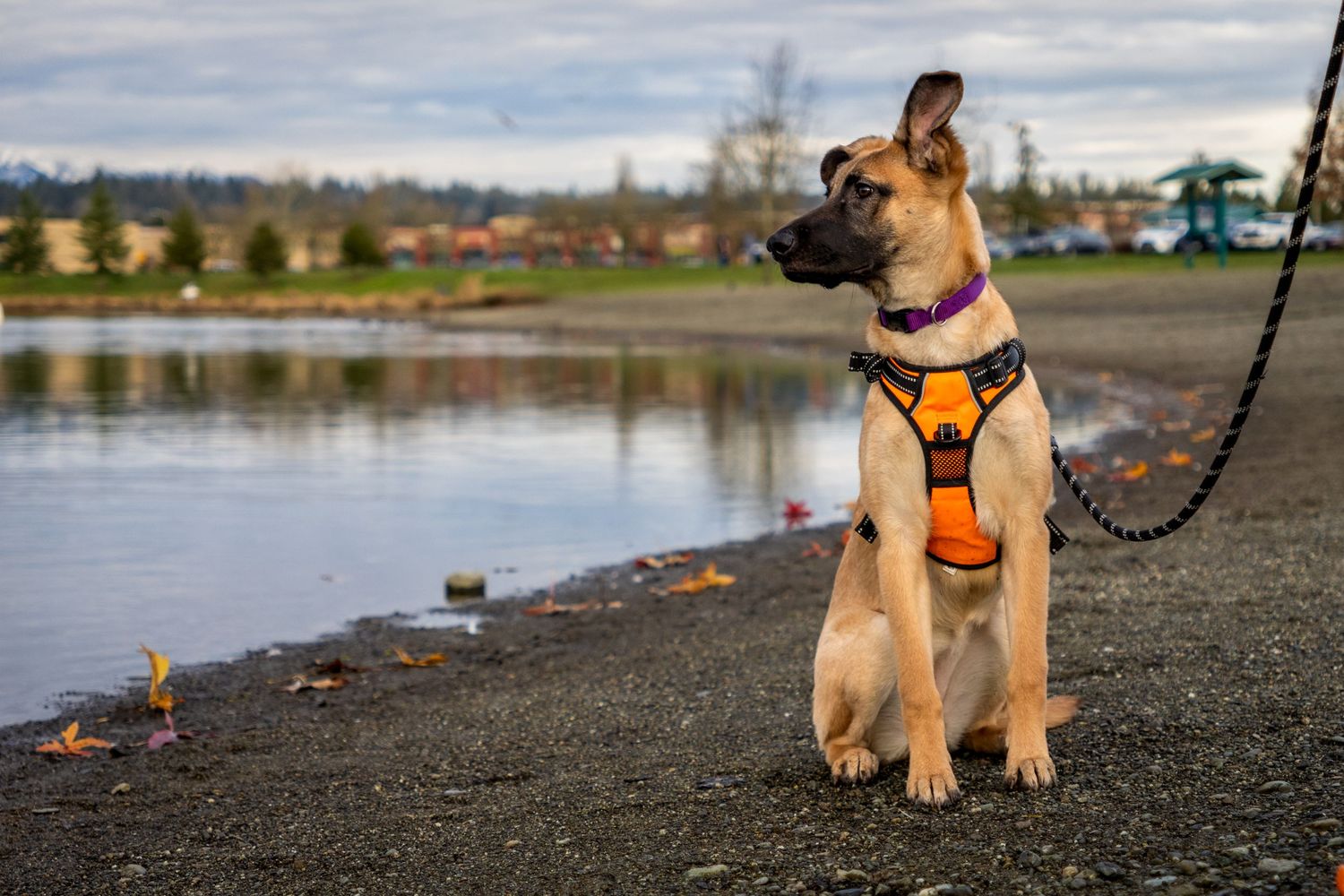 A mixed-breed dog wearing an orange harness sits alertly by a lakeside on a cloudy day.