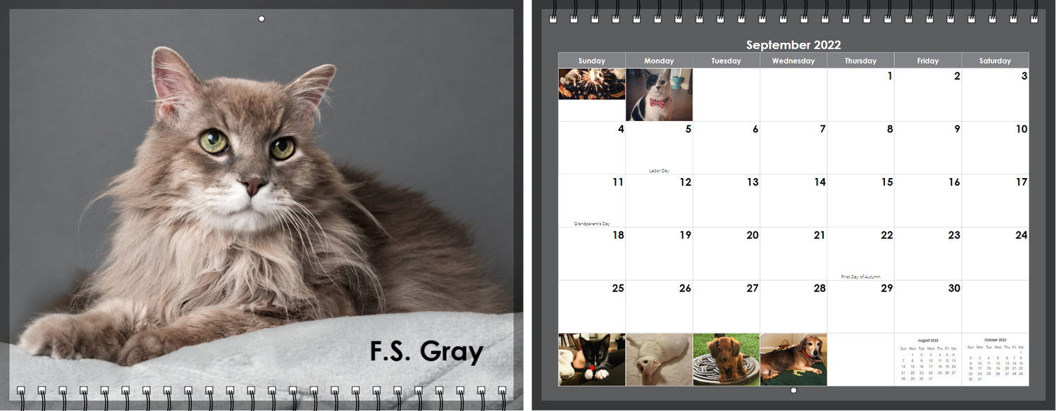 A beautiful dilute gray long-haired cat lounges next to a wall calendar featuring feline photographs.