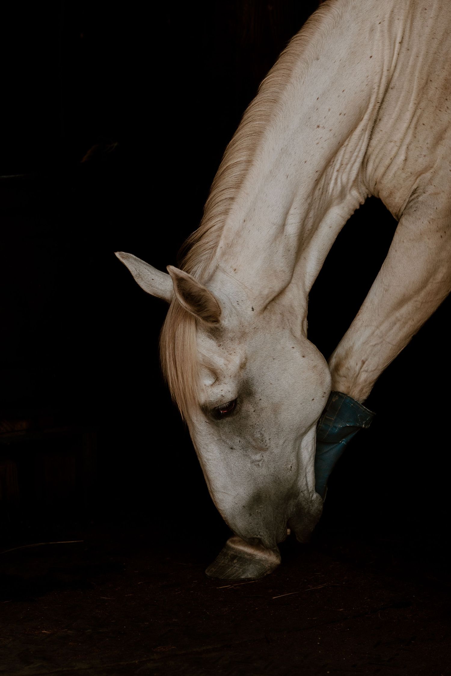 Large white horse with his muzzle down by his hoof, with a dark background.