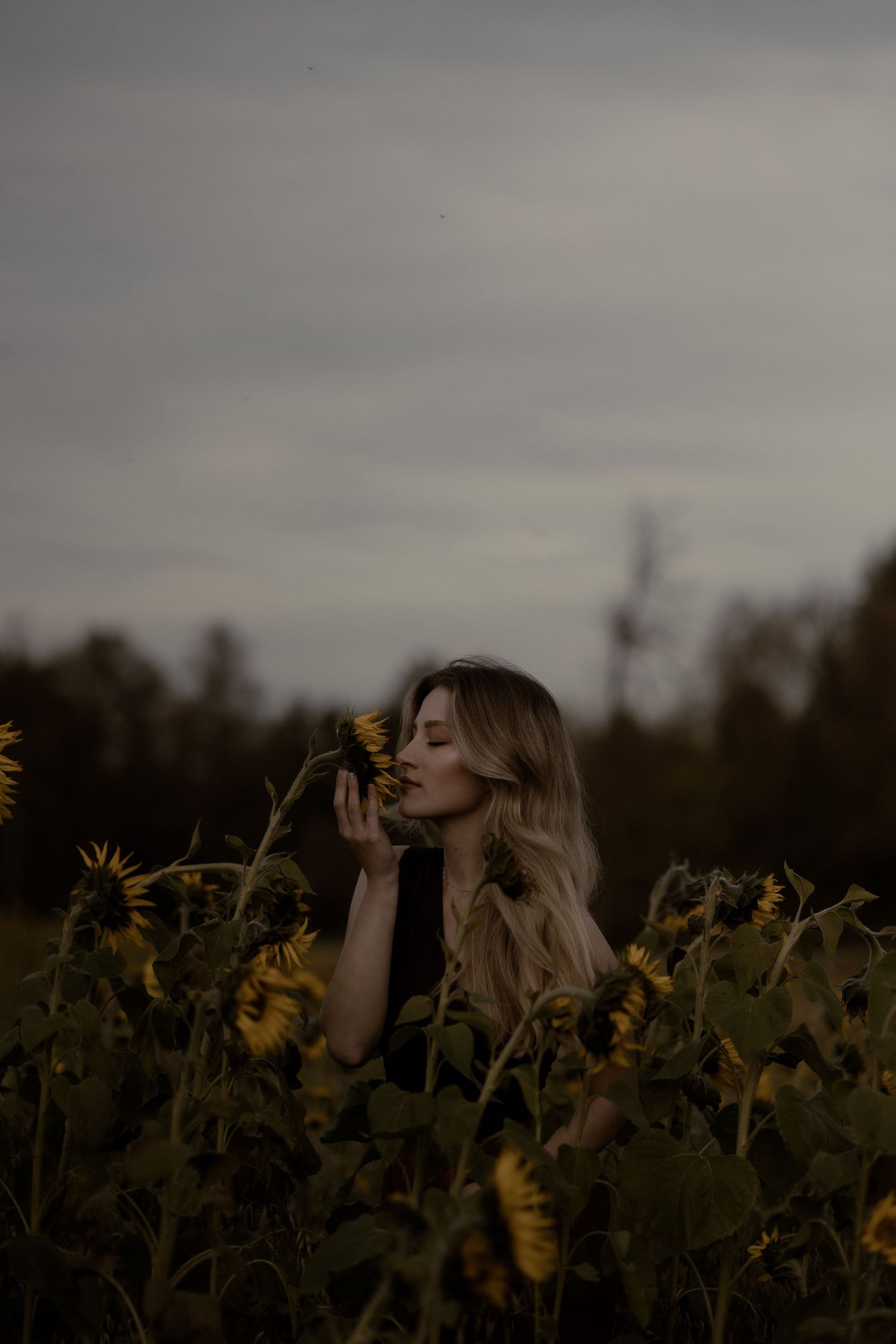 A dreamy silhouette stands amidst a golden sunflower field during sunset, creating a moody and ethereal scene.
