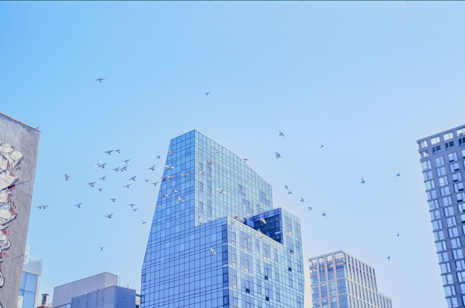 Birds flying around modern glass skyscrapers against bright blue sky.