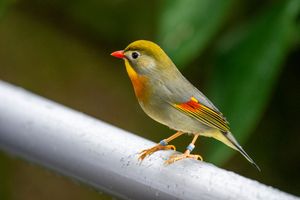 Colorful red-billed leiothrix bird perched on a metal railing with vibrant green and orange plumage.