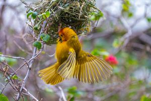 Vibrant yellow weaver bird spreads wings near its woven nest hanging from tree branches.