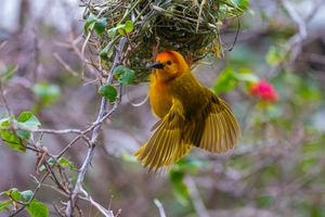 A vibrant yellow weaver bird with an orange head hovers near its intricately woven nest among green branches.