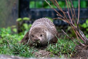 A wild otter foraging on green grass and dirt ground near bare branches in a natural outdoor habitat.