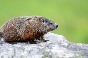 A young groundhog perched on a gray rock with a blurred green background in natural habitat.