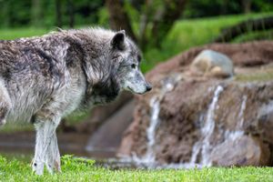 Gray wolf standing on green grass near a small waterfall in a natural outdoor habitat.