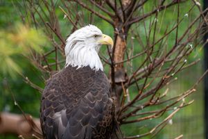 A majestic bald eagle with white head and yellow beak perched near bare branches in an outdoor enclosure.