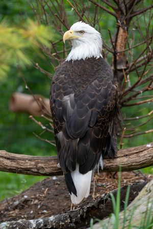 Majestic bald eagle perched on a wooden log branch, displaying dark brown plumage and iconic white head in a natural setting.