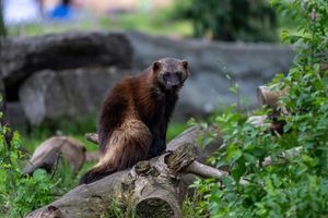 A wolverine perched on a mossy log surrounded by lush green foliage in a natural woodland habitat.