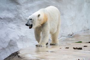 A large white polar bear walking on wet rocky ground near a snowy wall in a zoo enclosure.