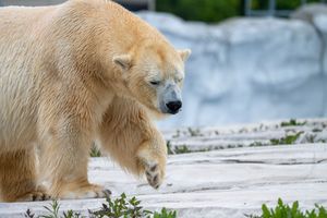 A large polar bear walking on rocky terrain, showcasing its thick white fur and powerful build in a zoo habitat.