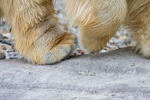 Close-up of a fluffy golden dog paw resting on a gray concrete surface, showing soft fur and claws.