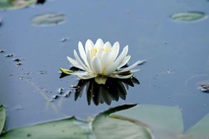 Beautiful white water lily flower blooms above lily pads in a tranquil pond with blue water reflections.