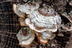 Close-up detail of white bracket fungi growing on dark weathered wood.