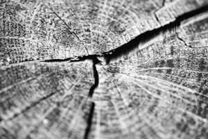 Black and white macro photograph of weathered wood grain showing concentric tree rings.