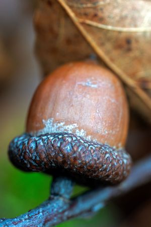 Close-up macro photo of an acorn with detailed textural pattern against blurred background.