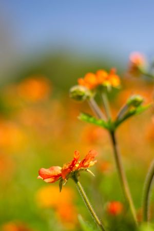 Orange wildflowers bloom in soft focus against a blurred natural background.