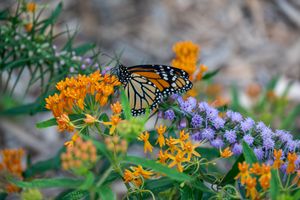 Monarch butterfly feeding on orange and purple wildflowers in garden setting.