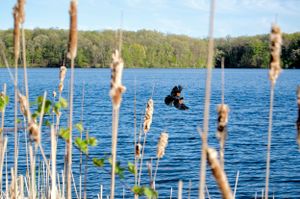 A silhouette of a bird flying over a calm lake surrounded by cattails and trees.
