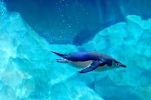 Penguin swimming gracefully in bright blue aquarium water.