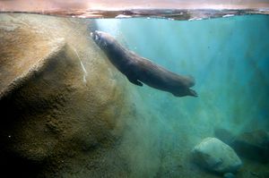 Sea lion swimming underwater near rocky formations in turquoise water.