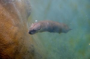 Close-up underwater view of a seal swimming in murky aquarium water.