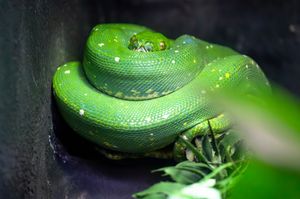 Bright green tree python coiled up in a dark enclosure.
