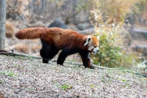 Red panda walking along a rocky path in its habitat.