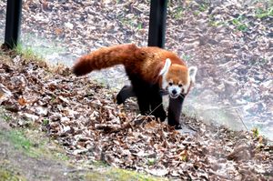 Red panda walking through fallen autumn leaves at a zoo enclosure.
