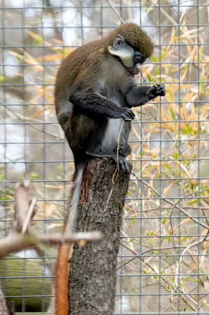Brown monkey perched on a wooden post behind wire mesh fence.