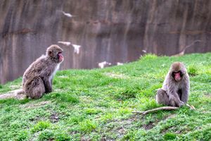 Two snow monkeys sitting on grassy slope in their enclosure.