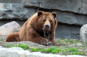 Large brown grizzly bear resting on rocky ledge in zoo habitat.