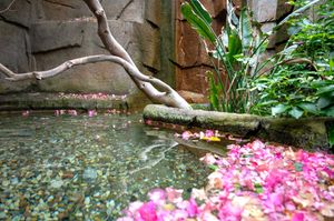 Tranquil pool with pink flower petals floating on water surface near stone wall.