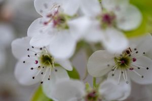 Delicate white cherry blossoms with pink centers and black stamens in macro detail.