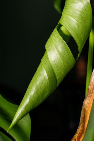 Close-up of a curled green leaf with visible veins against a dark background.