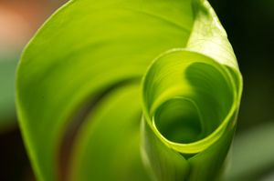 Macro shot of a vibrant green monstera leaf spiral curling inward.