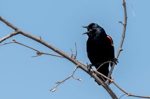 A red-winged blackbird perches on a bare branch against a bright blue sky, singing with its beak open.