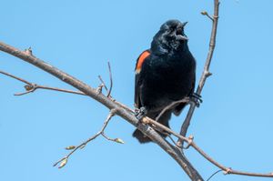 Red-winged blackbird perched on bare branch against bright blue sky.