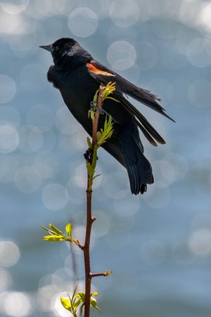 A red-winged blackbird perches on a thin branch with fresh spring buds against a soft bokeh background.