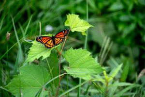 Monarch butterfly perched on large green leaf in natural garden setting.