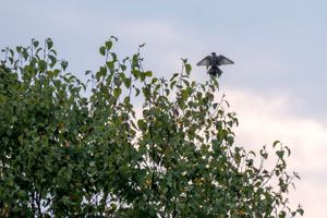 Bird perched atop a leafy tree against cloudy sky at dusk.