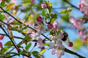 A bee pollinates delicate pink apple blossoms against a bright blue spring sky.